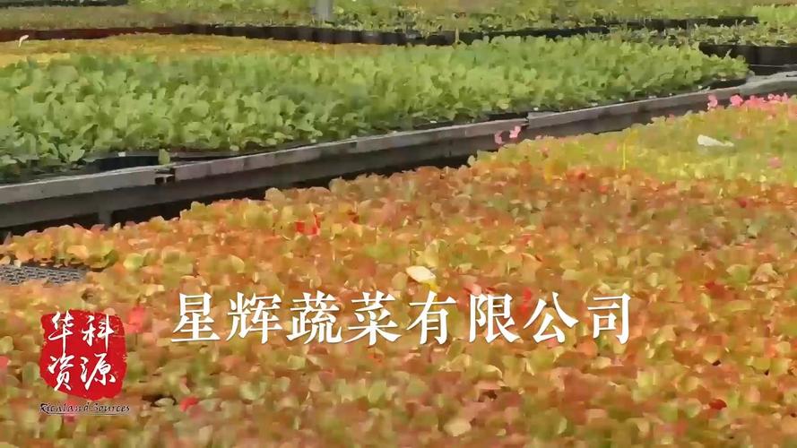 做蔬菜花卉工厂化育苗22年,这家公司很有料!