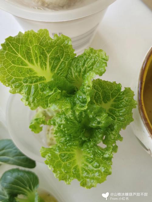 水培蔬菜 翠绿，是春天的颜色